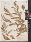 Foto von Salix excelsa S. G. Gmel.